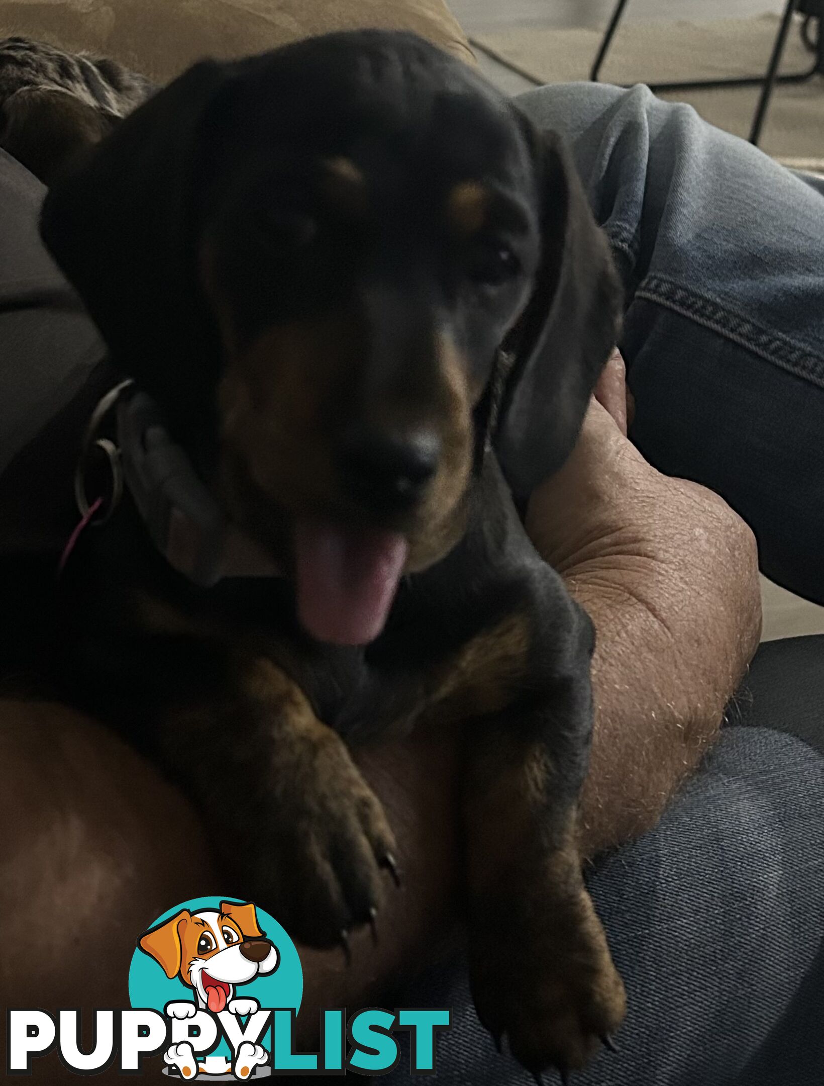 Mini purebred dashund
