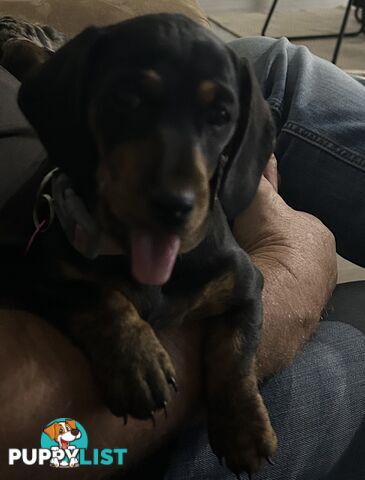 Mini purebred dashund