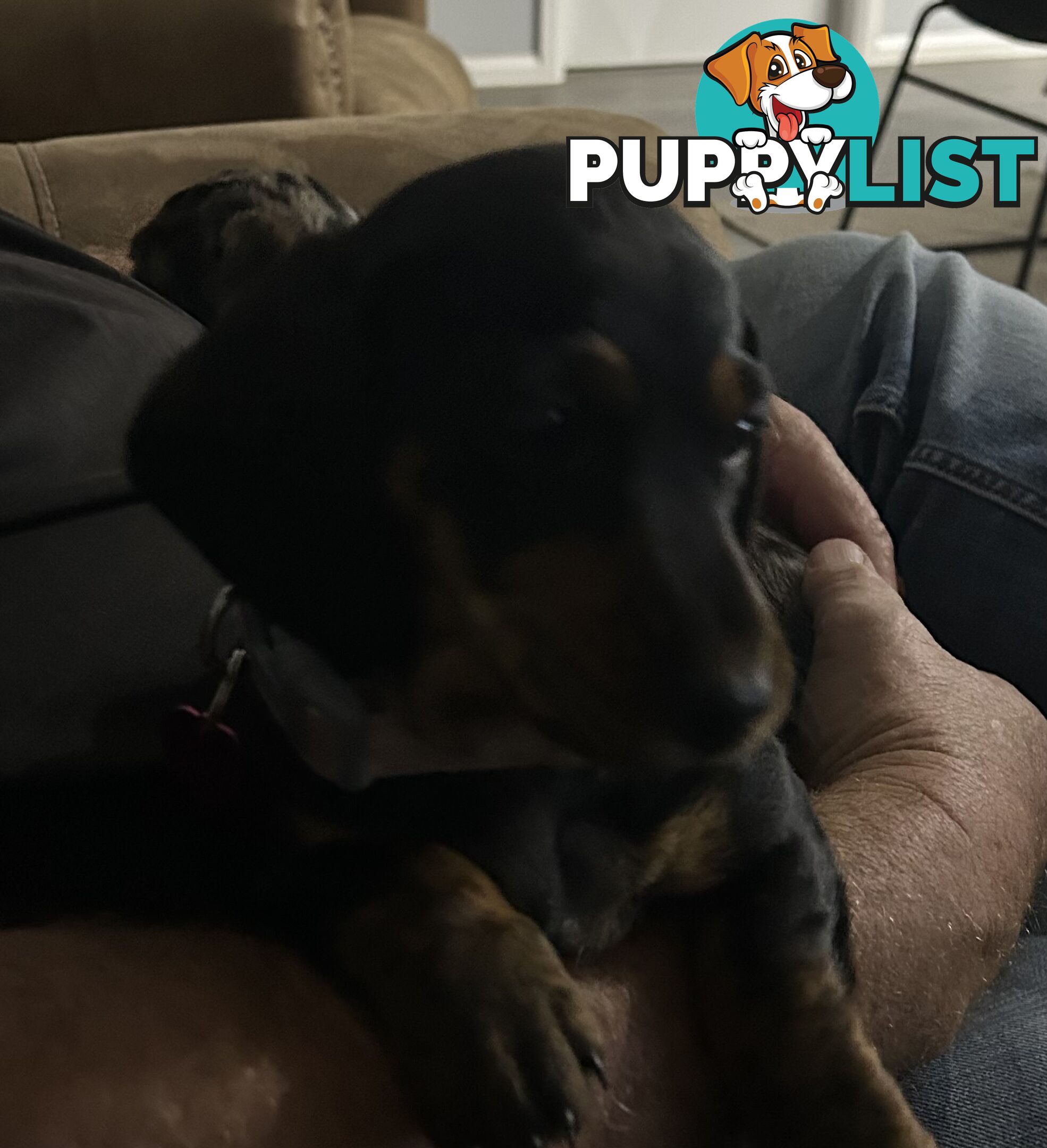 Mini purebred dashund