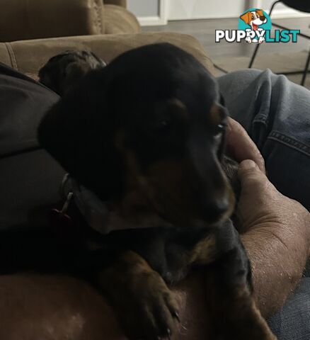 Mini purebred dashund
