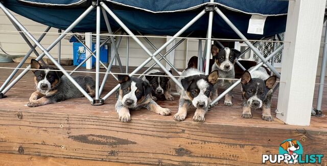 Pure bred blue heeler pups