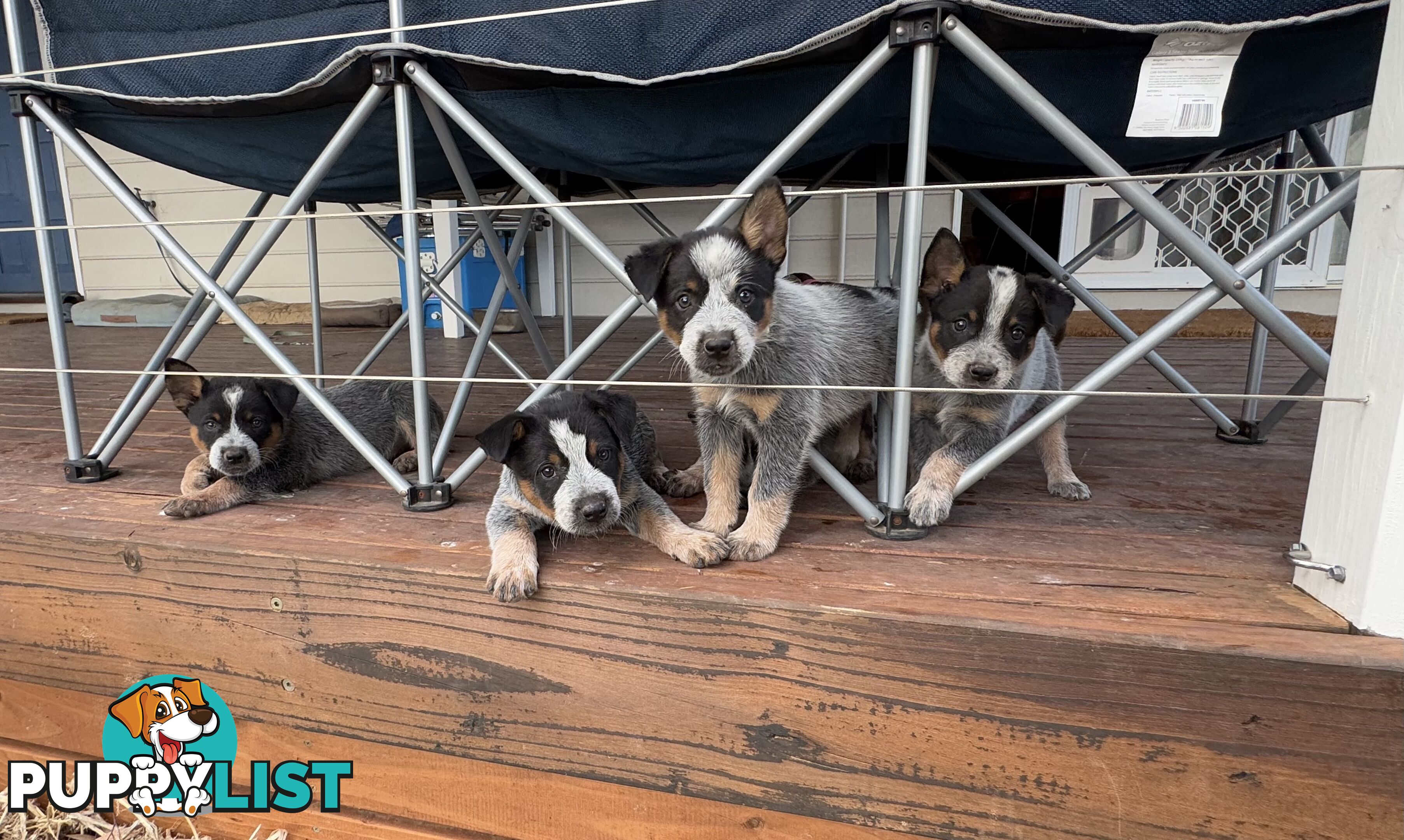 Pure bred blue heeler pups