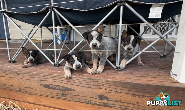 Pure bred blue heeler pups