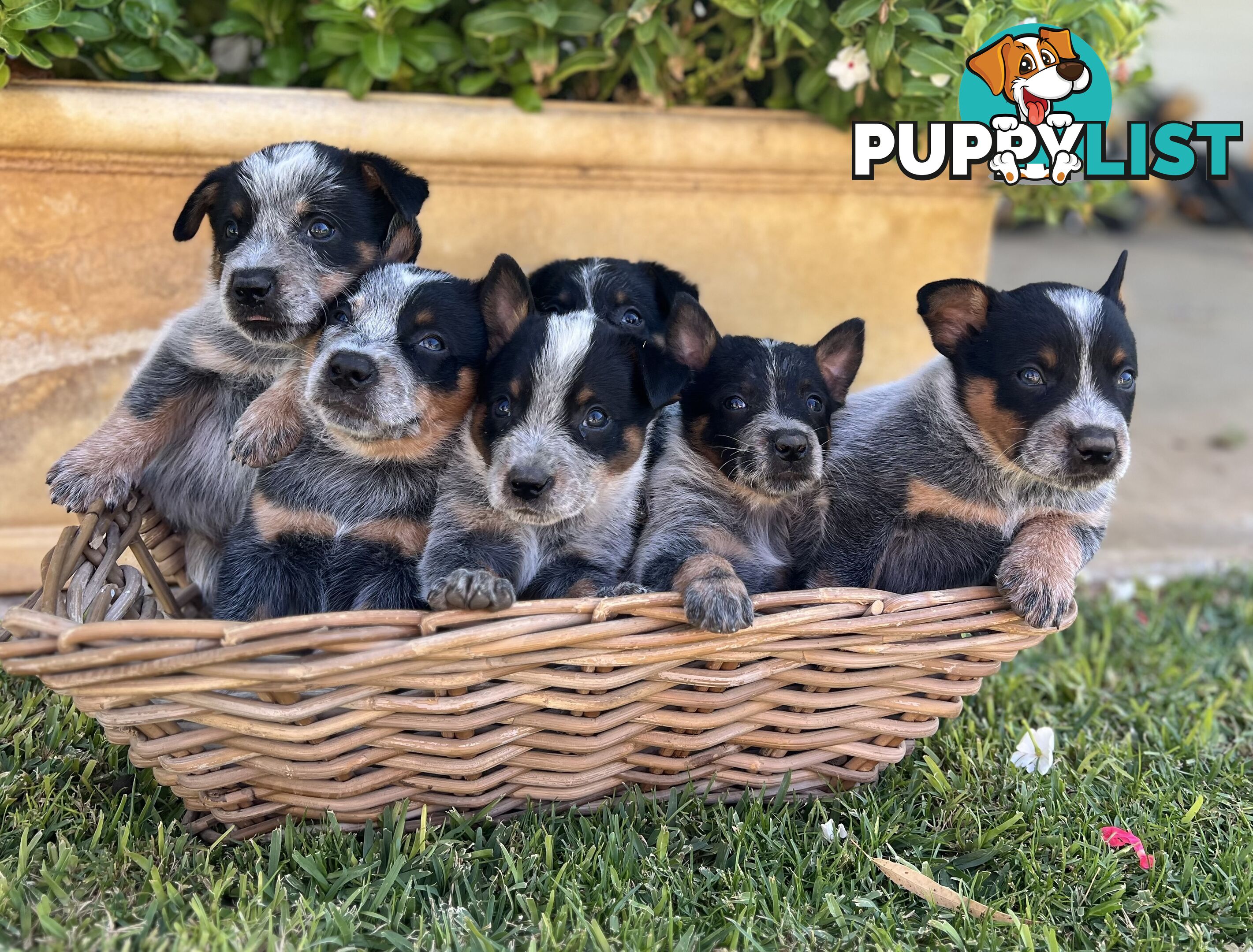 Pure bred blue heeler pups