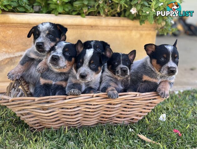 Pure bred blue heeler pups