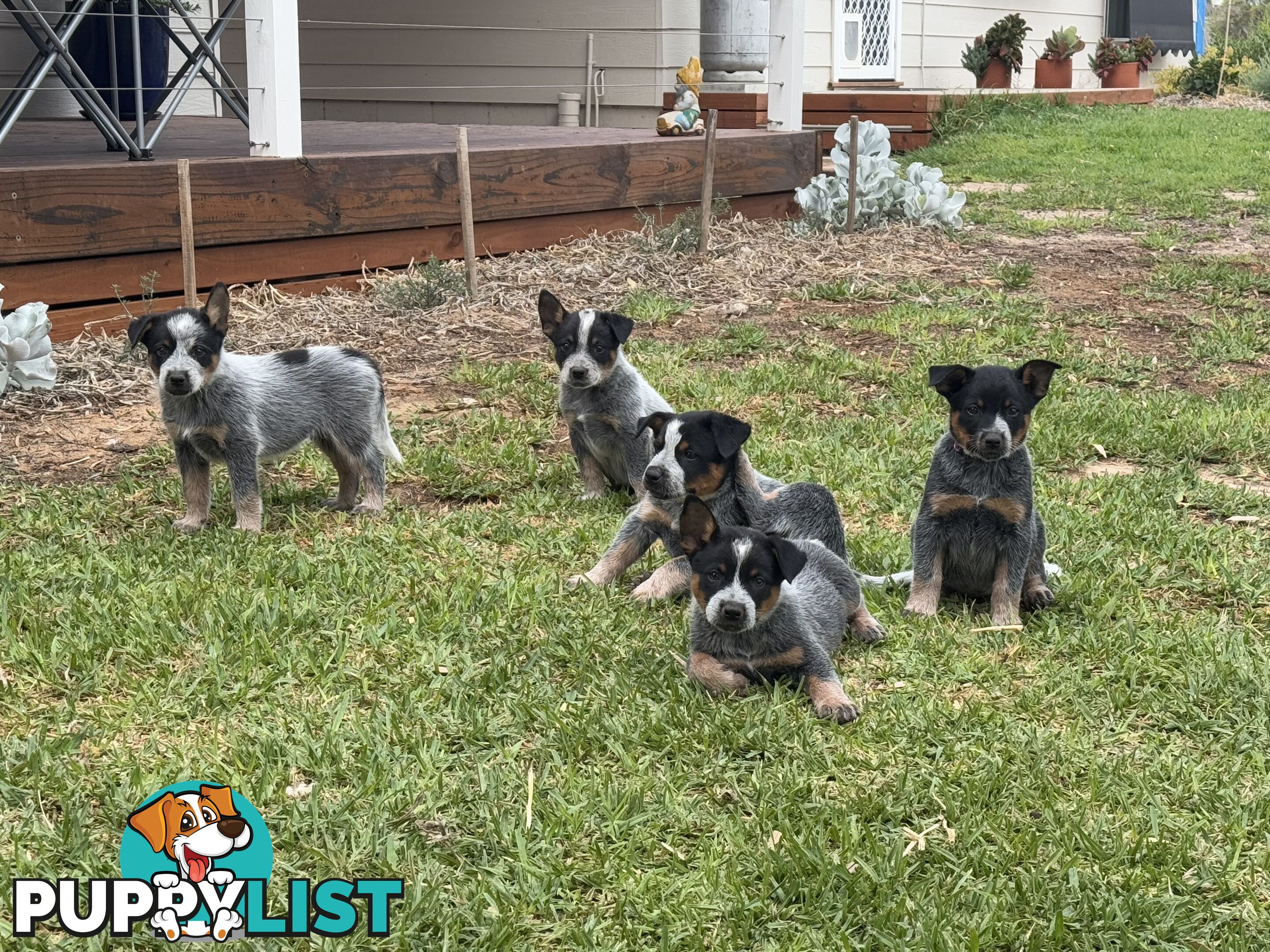 Pure bred blue heeler pups