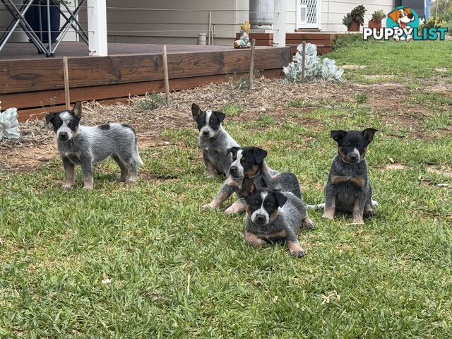 Pure bred blue heeler pups