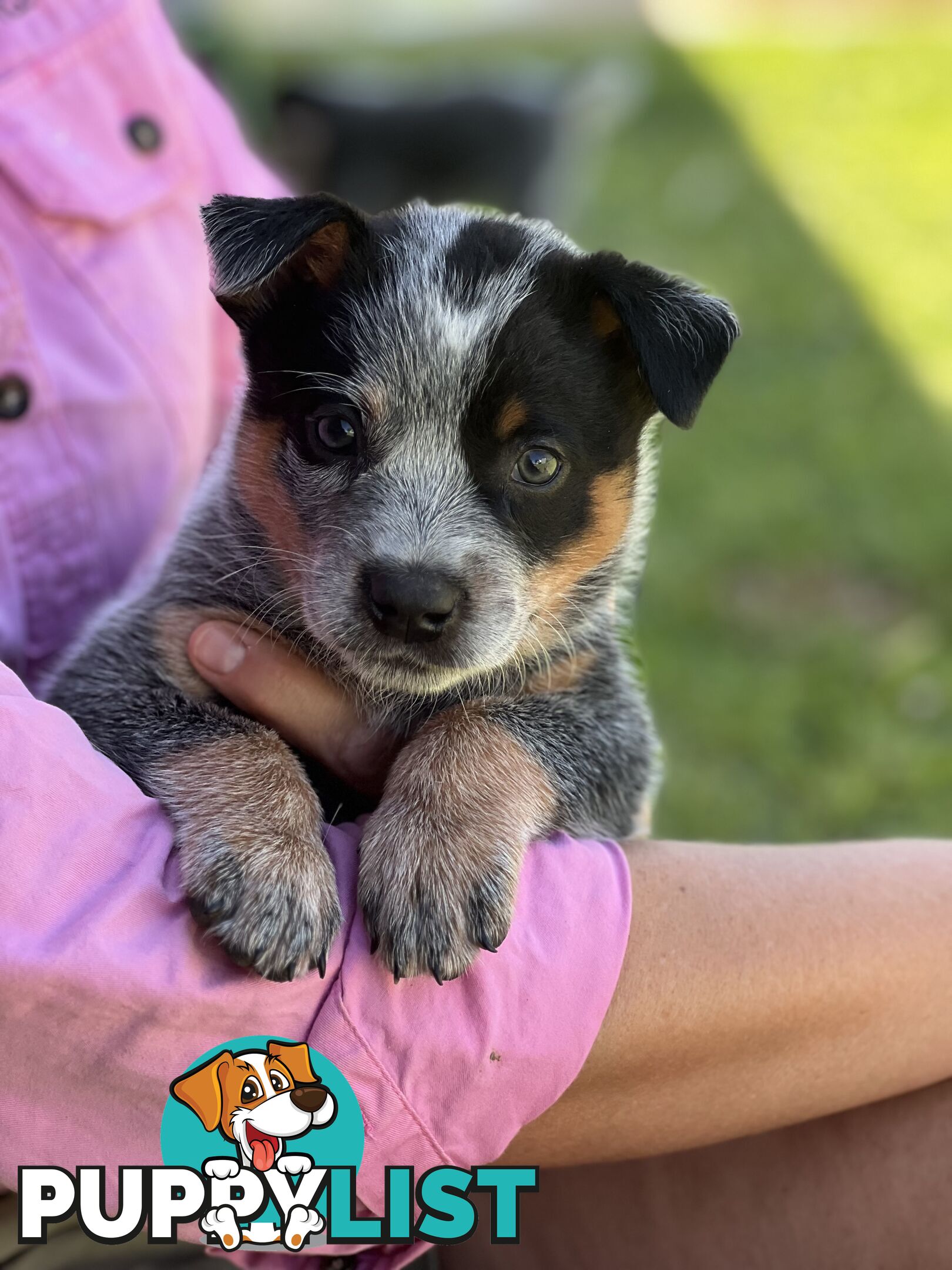 Pure bred blue heeler pups