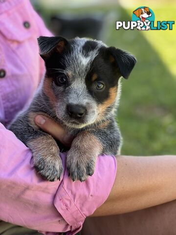 Pure bred blue heeler pups