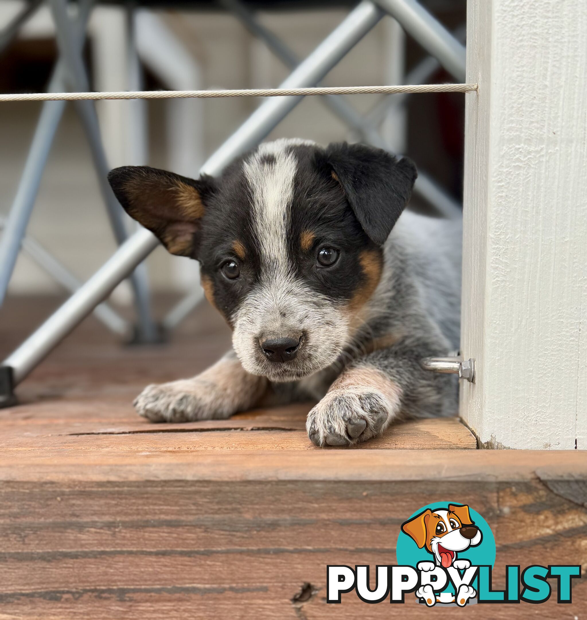 Pure bred blue heeler pups