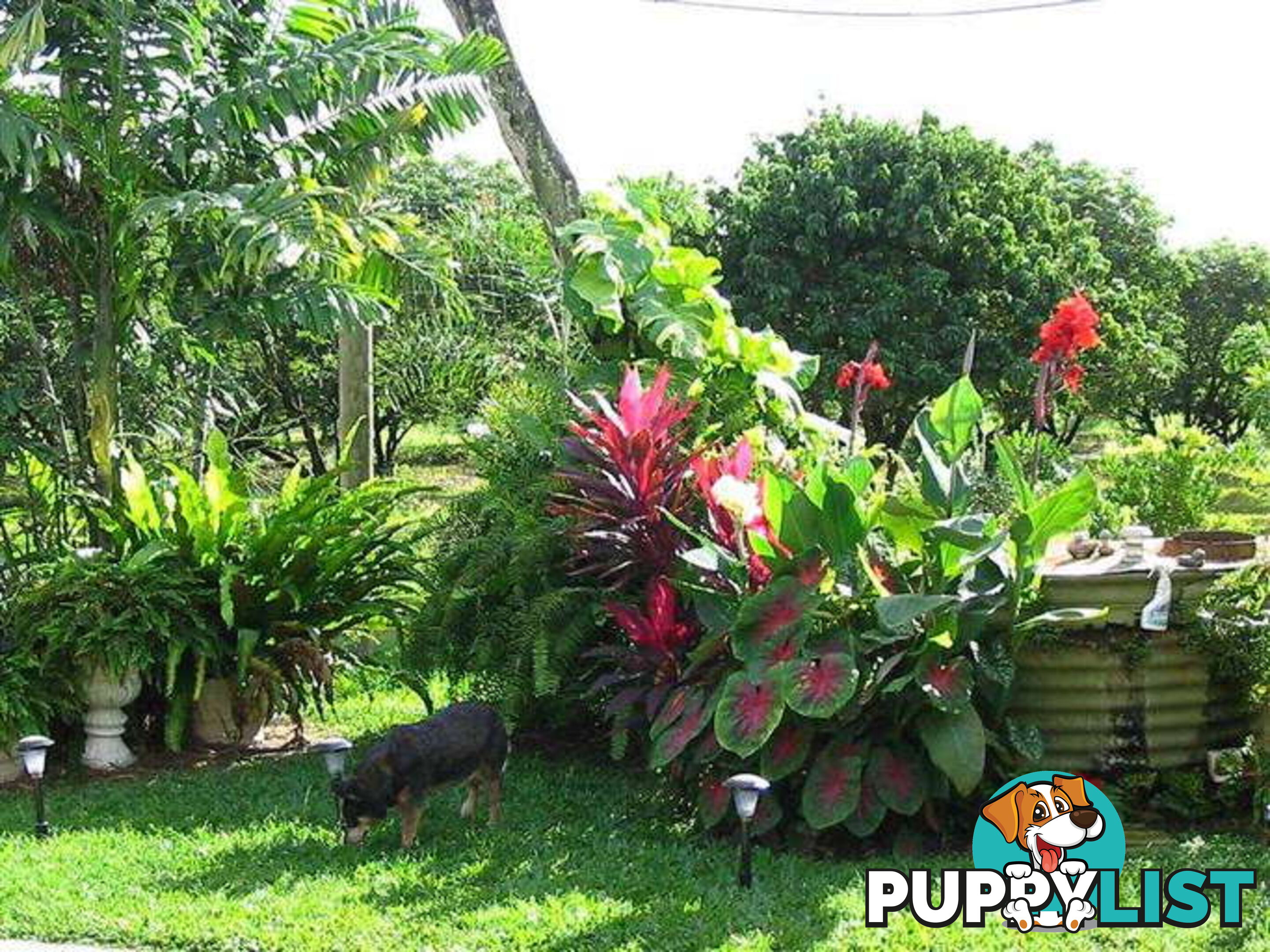 31 Balgal Beach Rd BALGAL BEACH QLD 4816