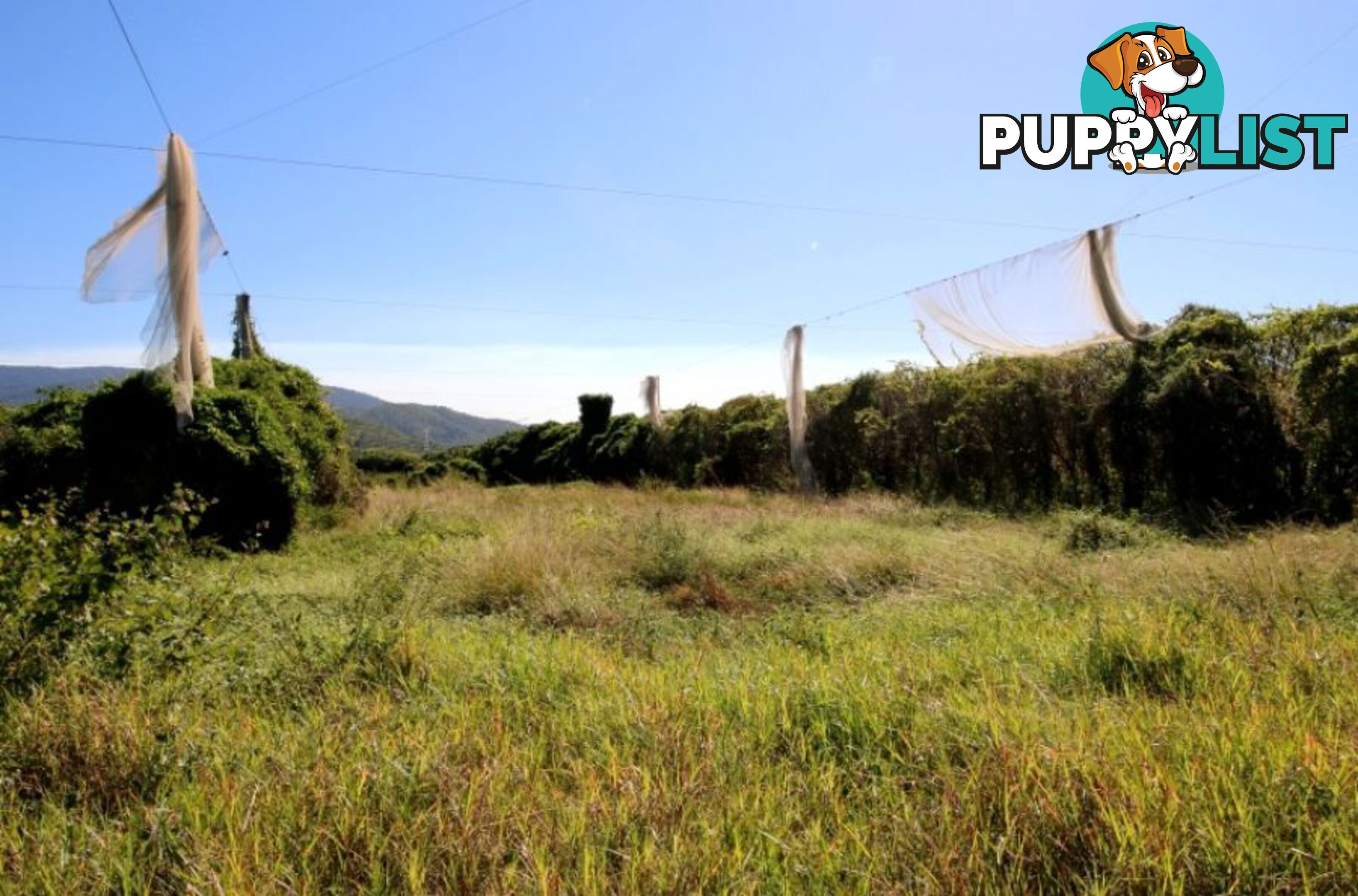 31 Balgal Beach Rd BALGAL BEACH QLD 4816