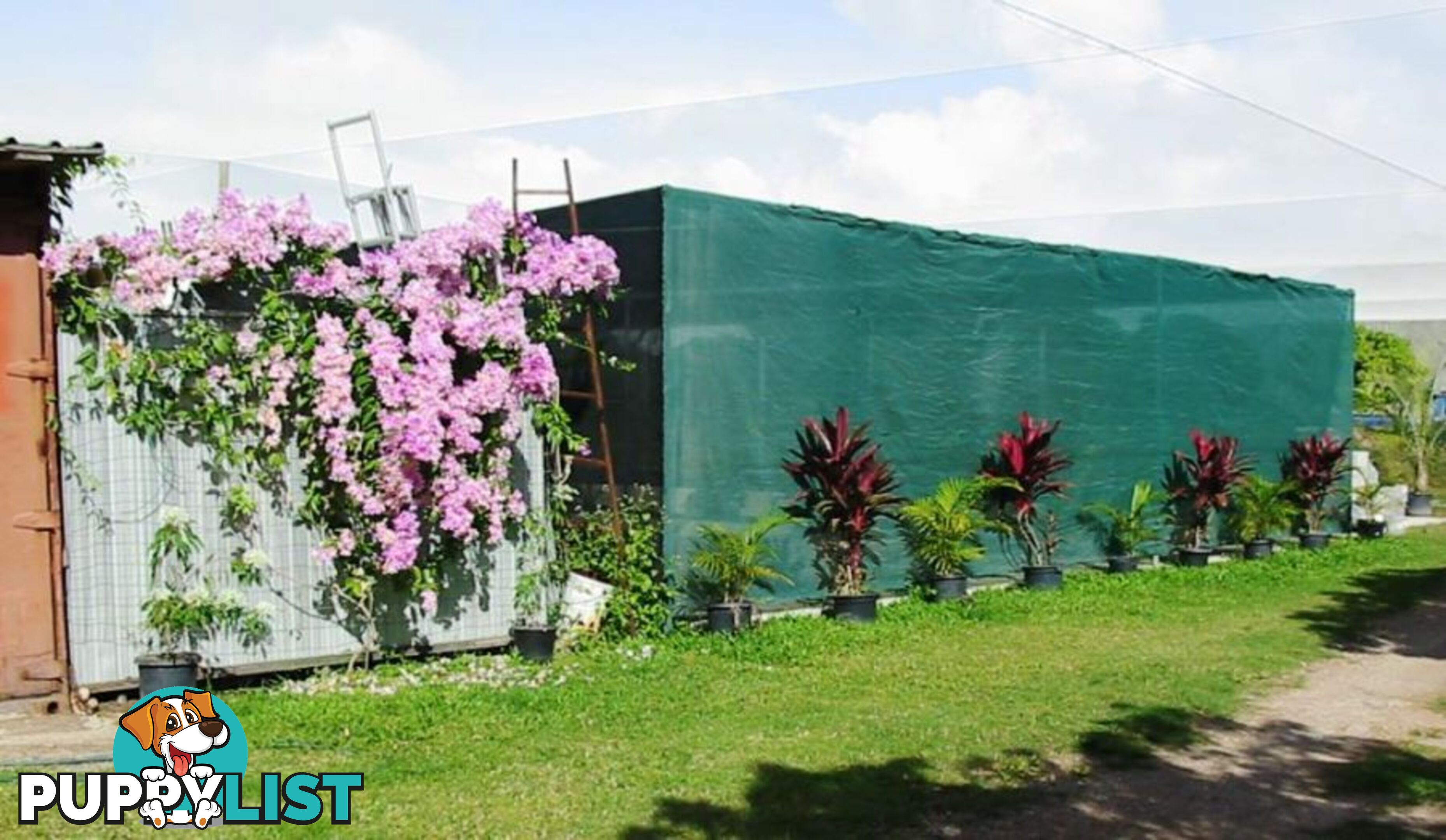 31 Balgal Beach Rd BALGAL BEACH QLD 4816