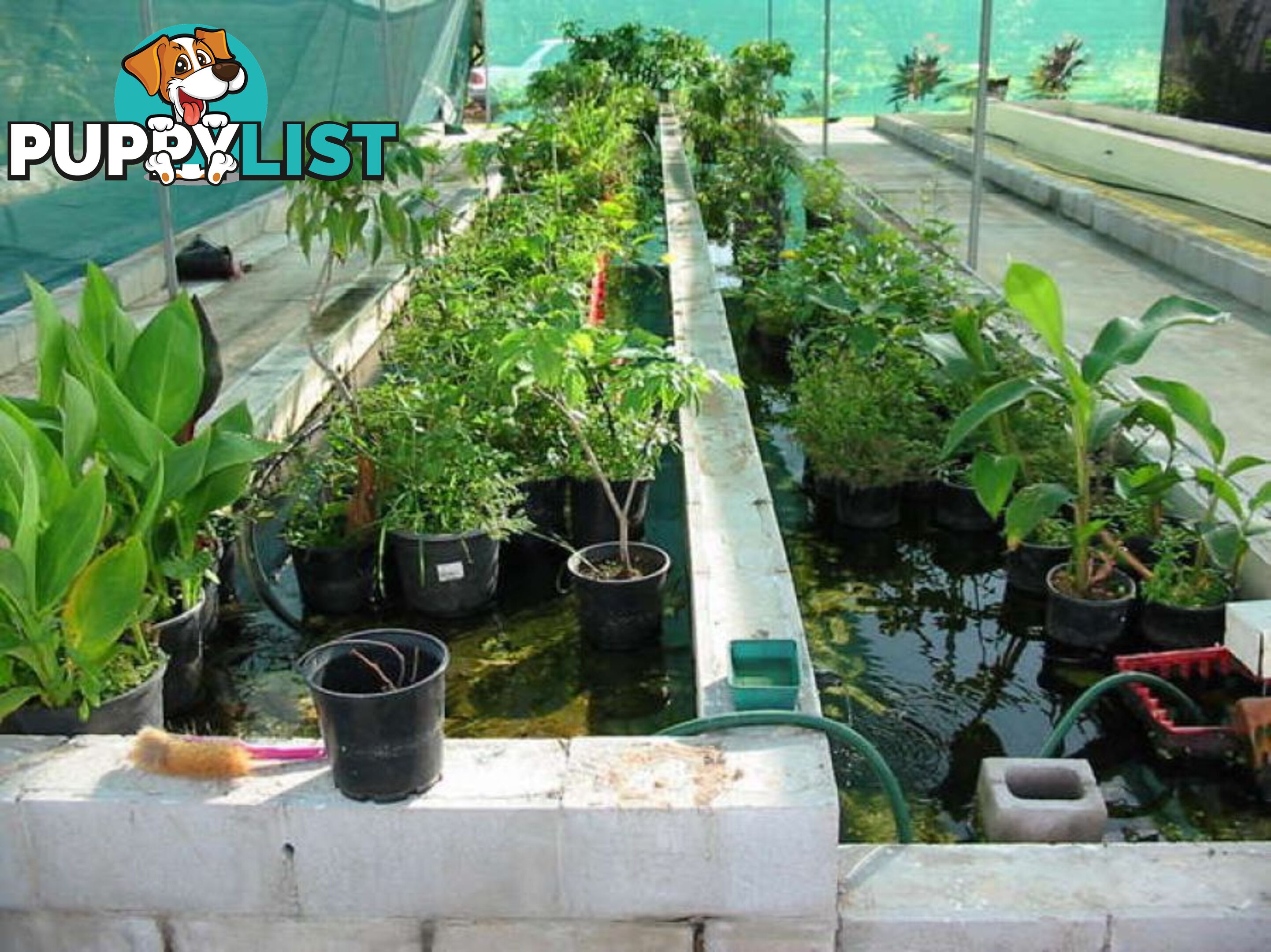 31 Balgal Beach Rd BALGAL BEACH QLD 4816