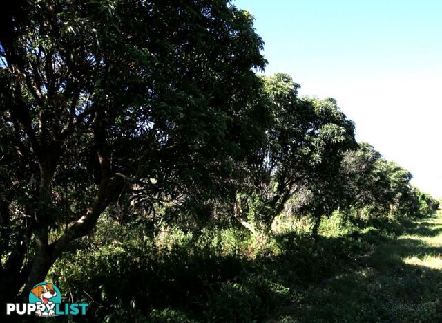31 Balgal Beach Rd BALGAL BEACH QLD 4816