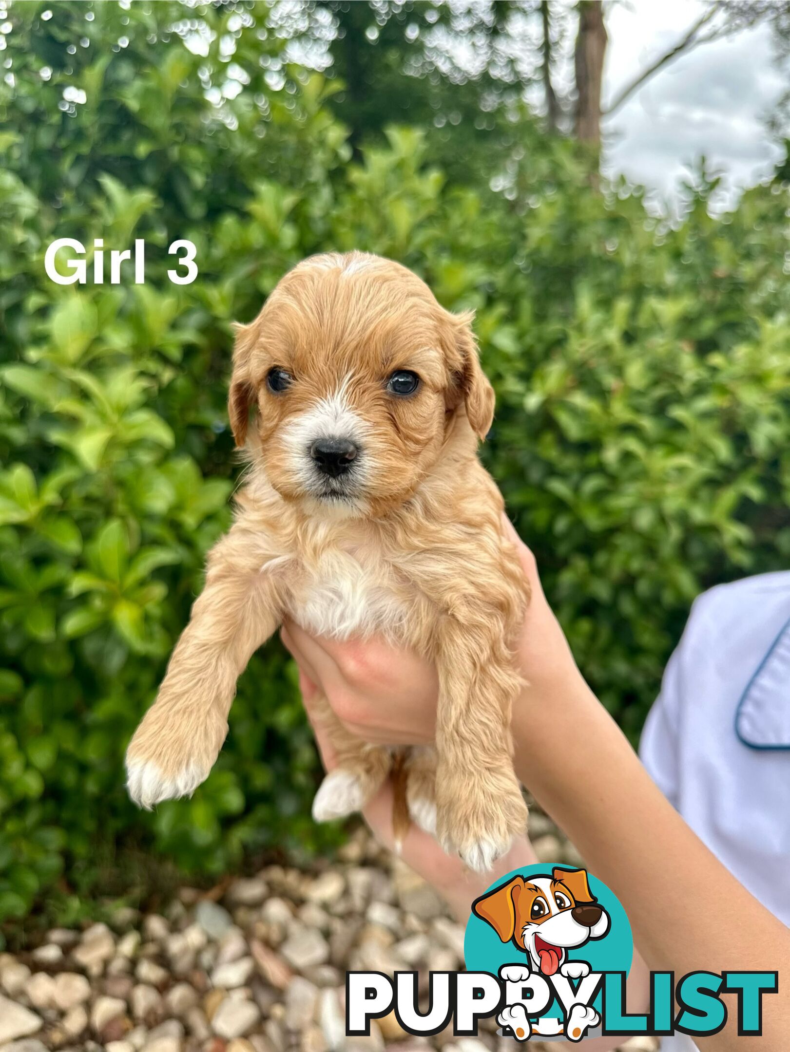 First Generation Cavoodle Puppies Looking for Thier Forever Home