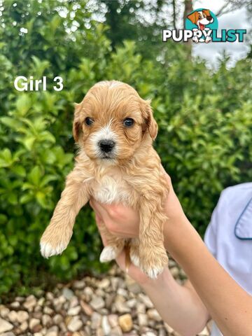 First Generation Cavoodle Puppies Looking for Thier Forever Home