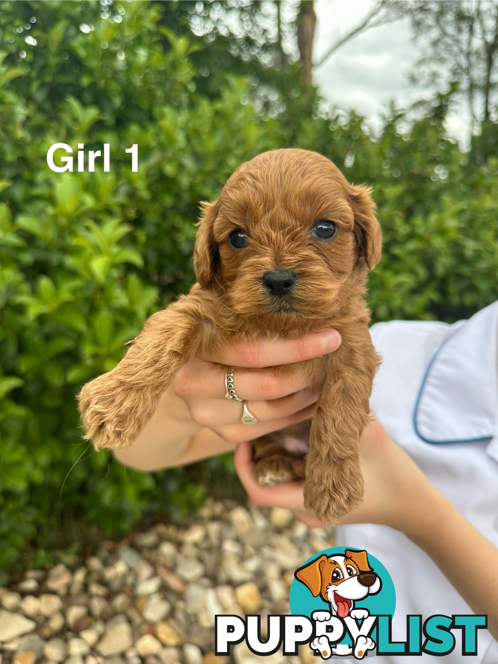 First Generation Cavoodle Puppies Looking for Thier Forever Home