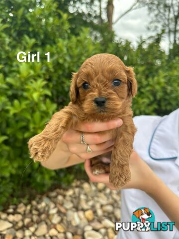 First Generation Cavoodle Puppies Looking for Thier Forever Home