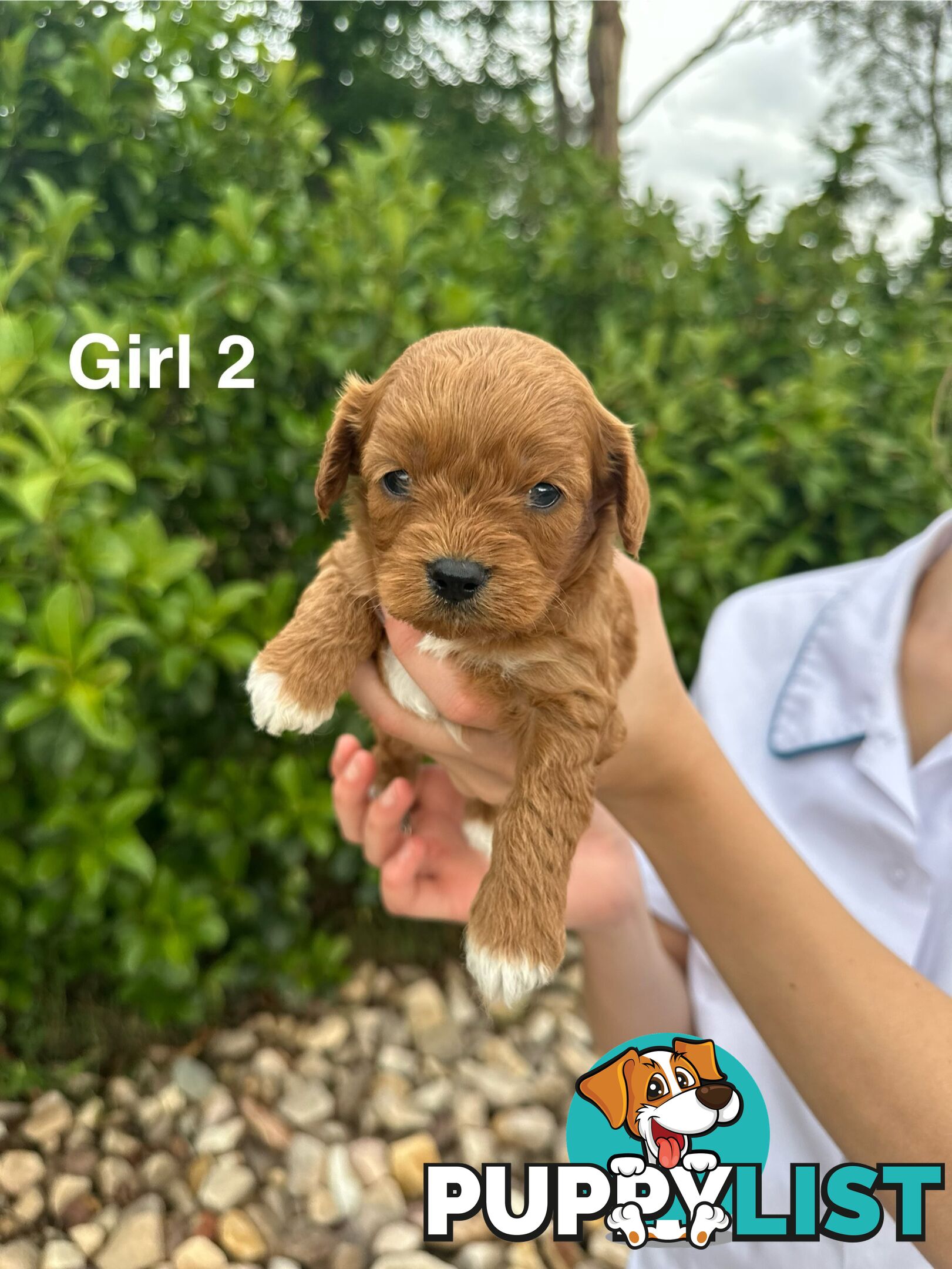 First Generation Cavoodle Puppies Looking for Thier Forever Home