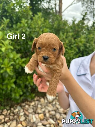 First Generation Cavoodle Puppies Looking for Thier Forever Home