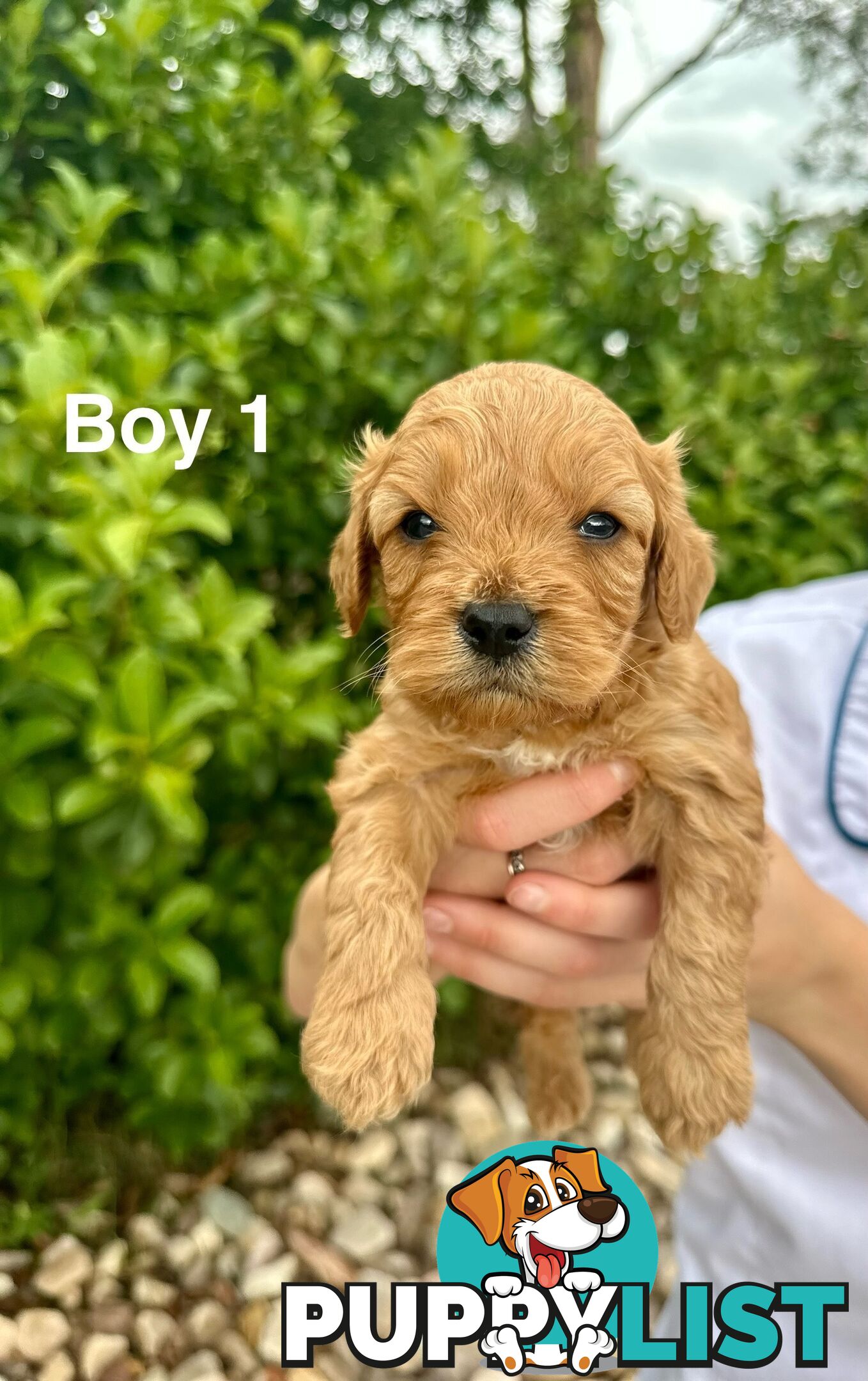 First Generation Cavoodle Puppies Looking for Thier Forever Home