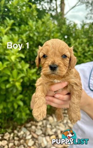 First Generation Cavoodle Puppies Looking for Thier Forever Home