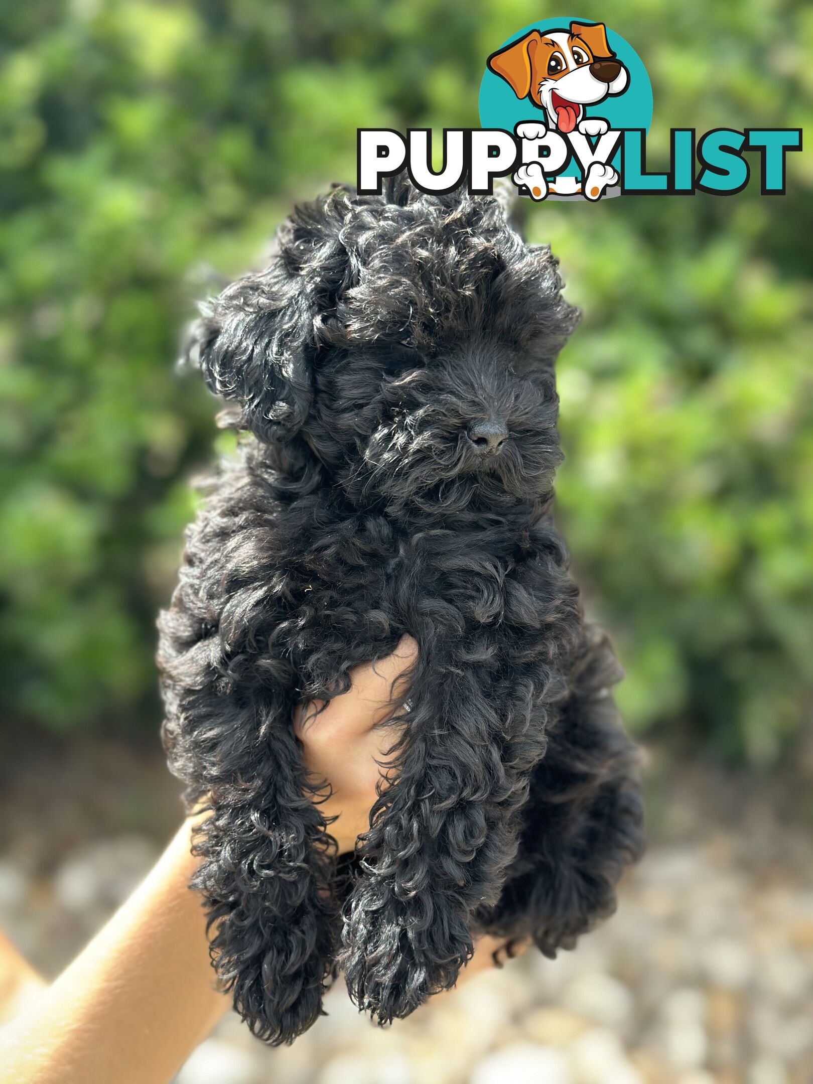 Beautiful Jet Black Cavoodle for sale