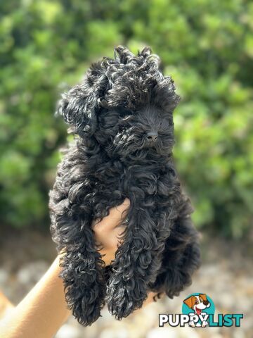 Beautiful Jet Black Cavoodle for sale