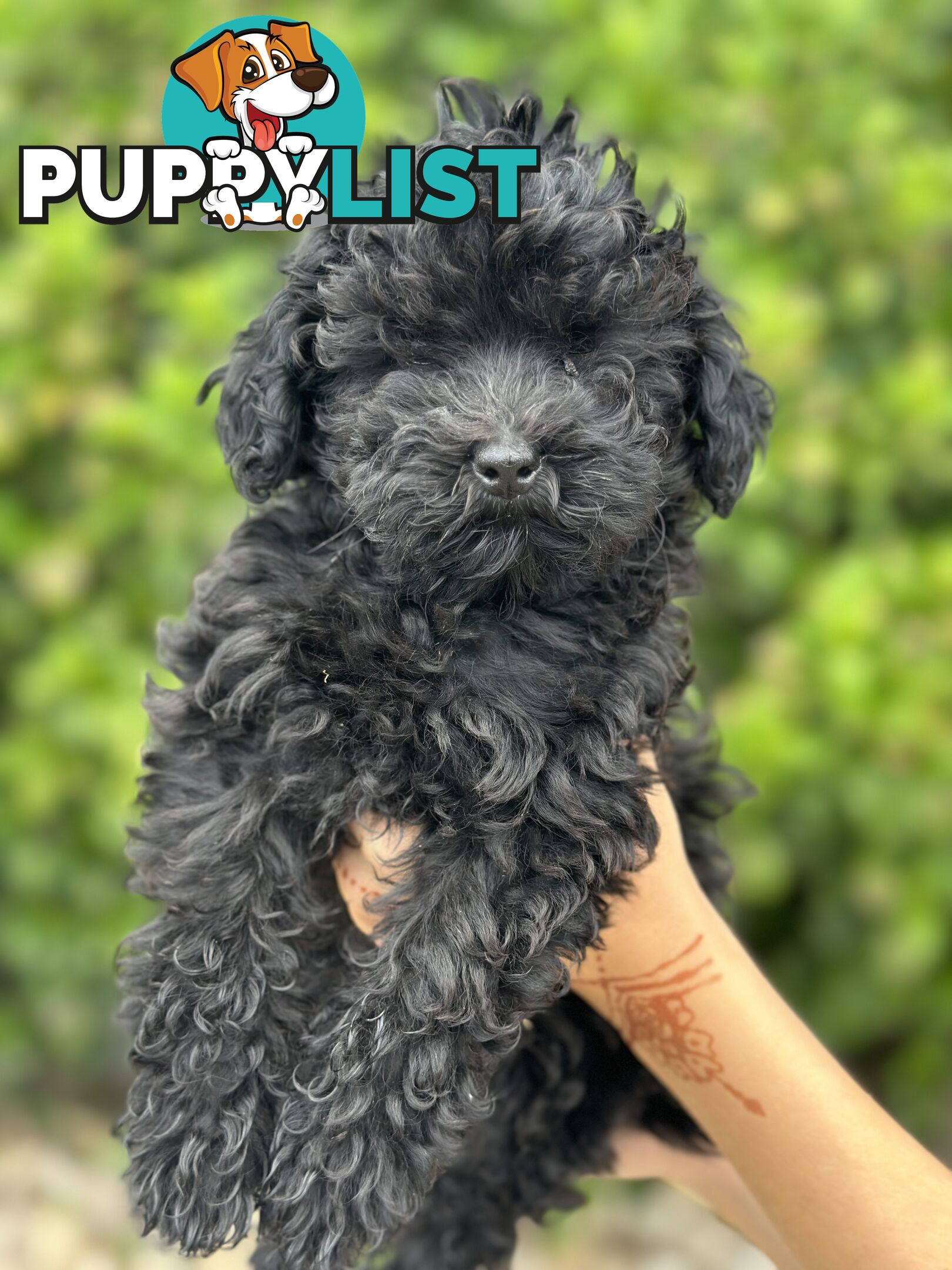 Beautiful Jet Black Cavoodle for sale