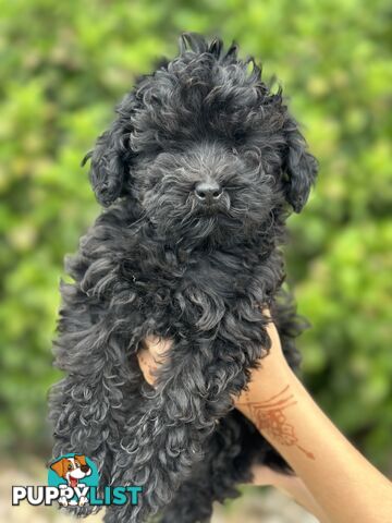 Beautiful Jet Black Cavoodle for sale