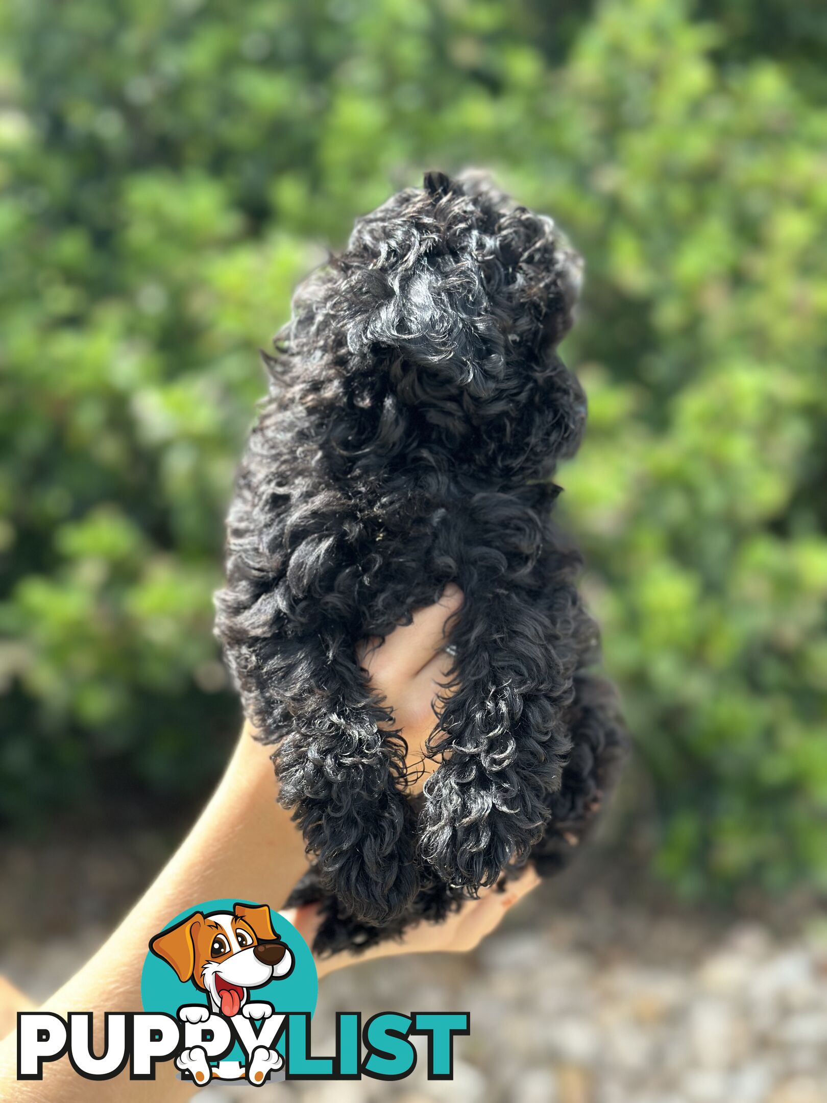 Beautiful Jet Black Cavoodle for sale