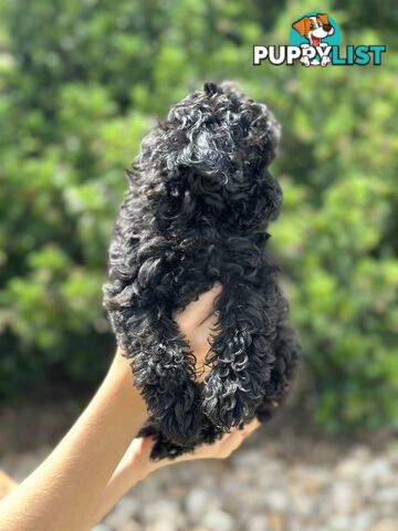 Beautiful Jet Black Cavoodle for sale