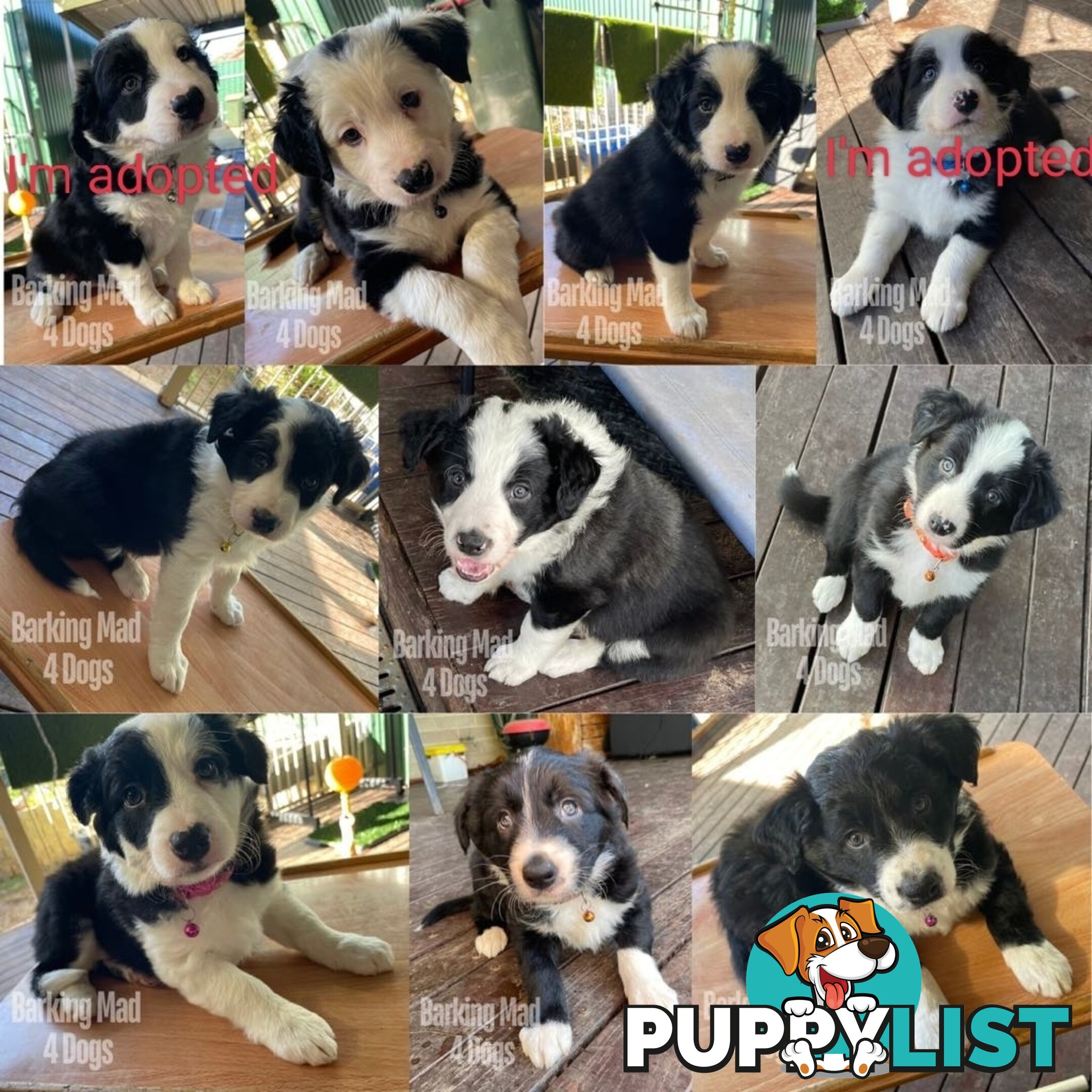 Border Collie purebred puppies