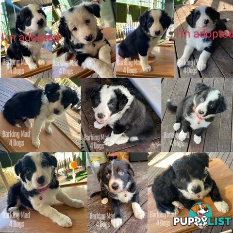 Border Collie purebred puppies