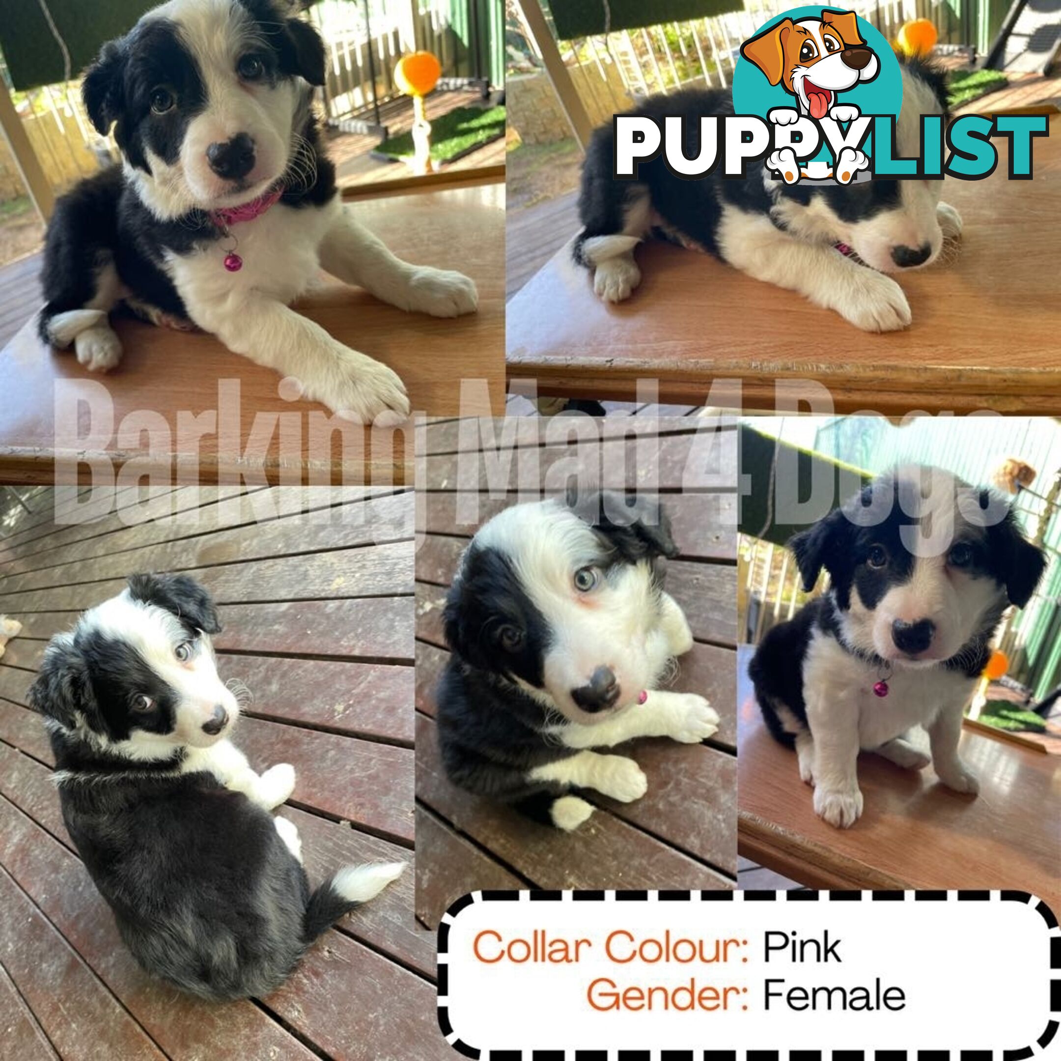 Border Collie purebred puppies