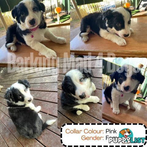 Border Collie purebred puppies