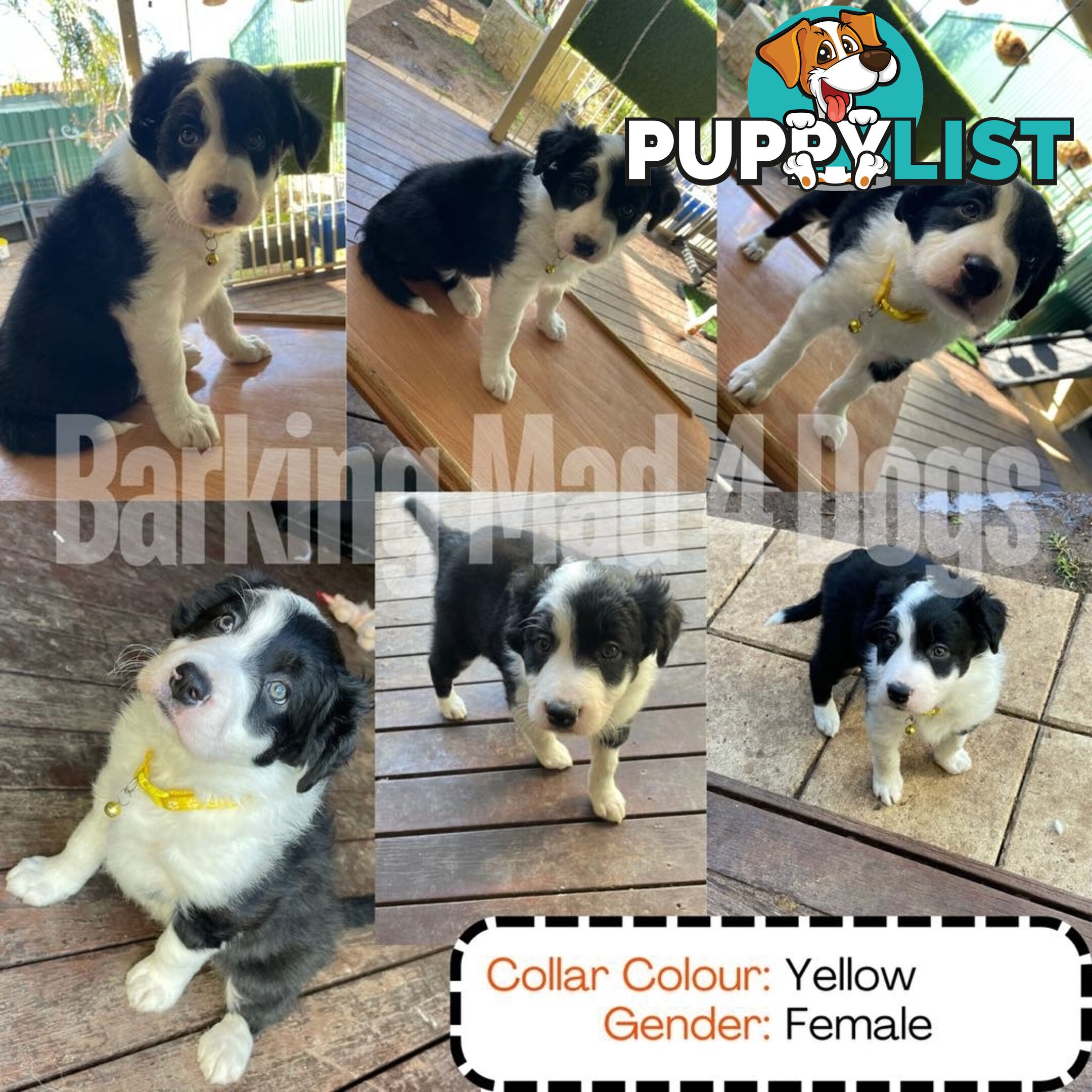 Border Collie purebred puppies