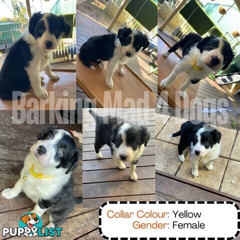 Border Collie purebred puppies