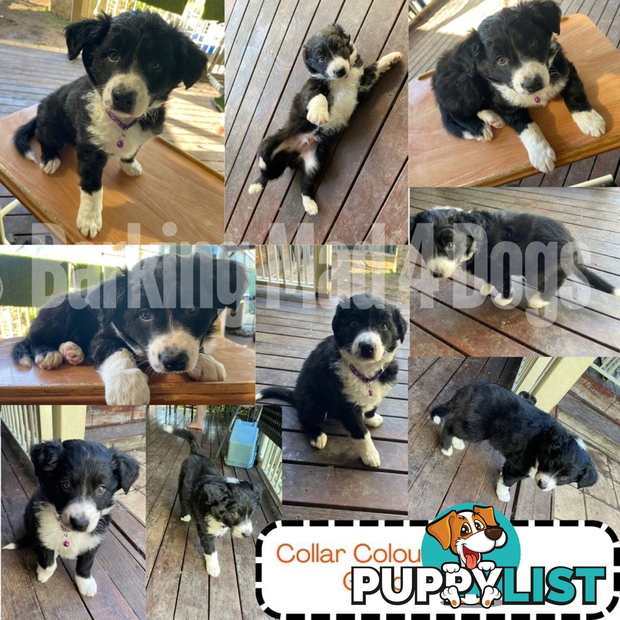 Border Collie purebred puppies