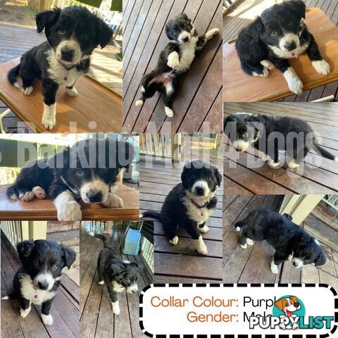 Border Collie purebred puppies