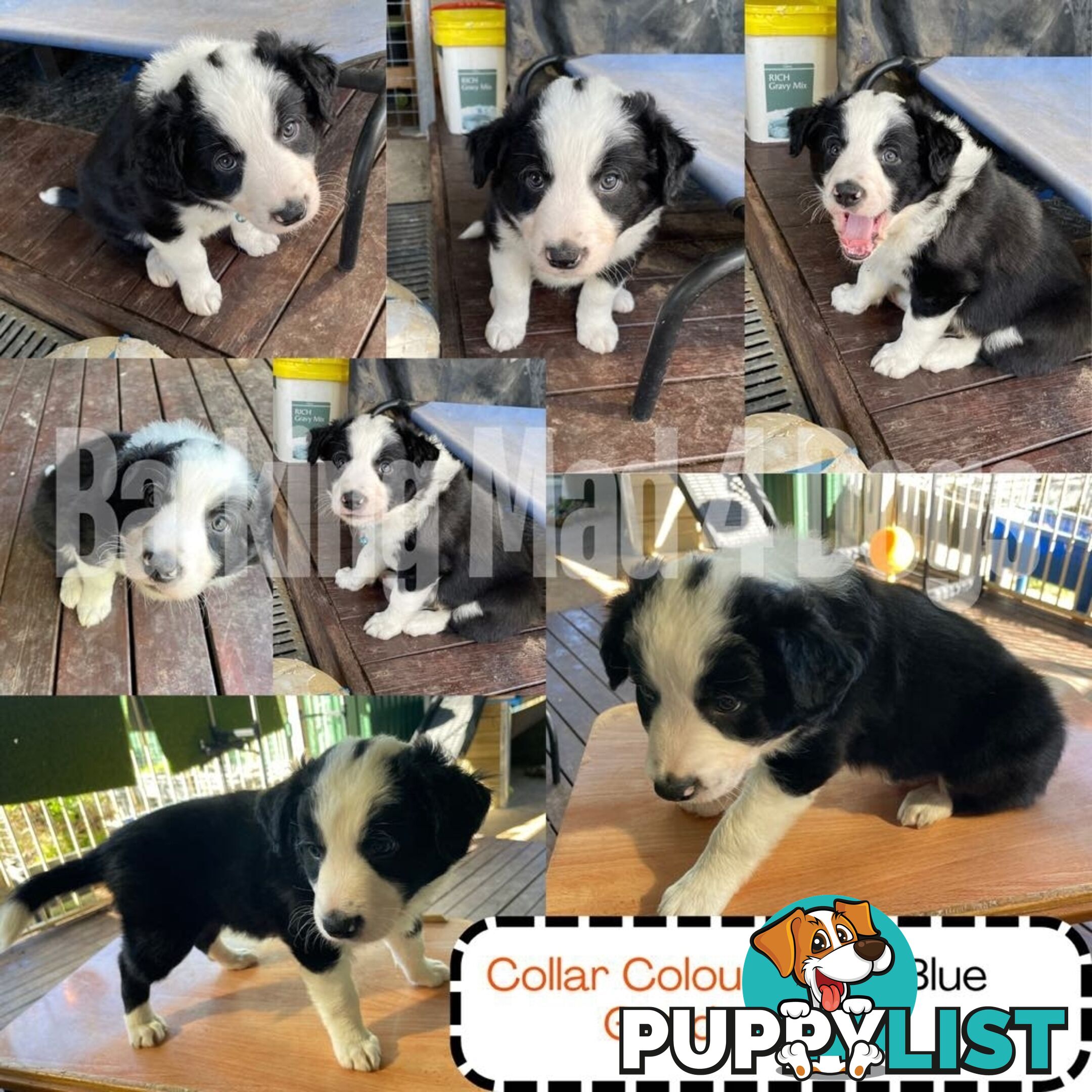 Border Collie purebred puppies