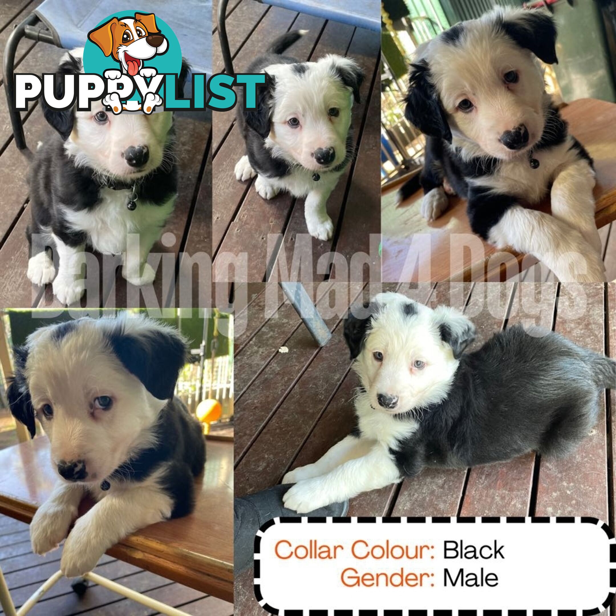 Border Collie purebred puppies