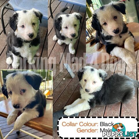 Border Collie purebred puppies