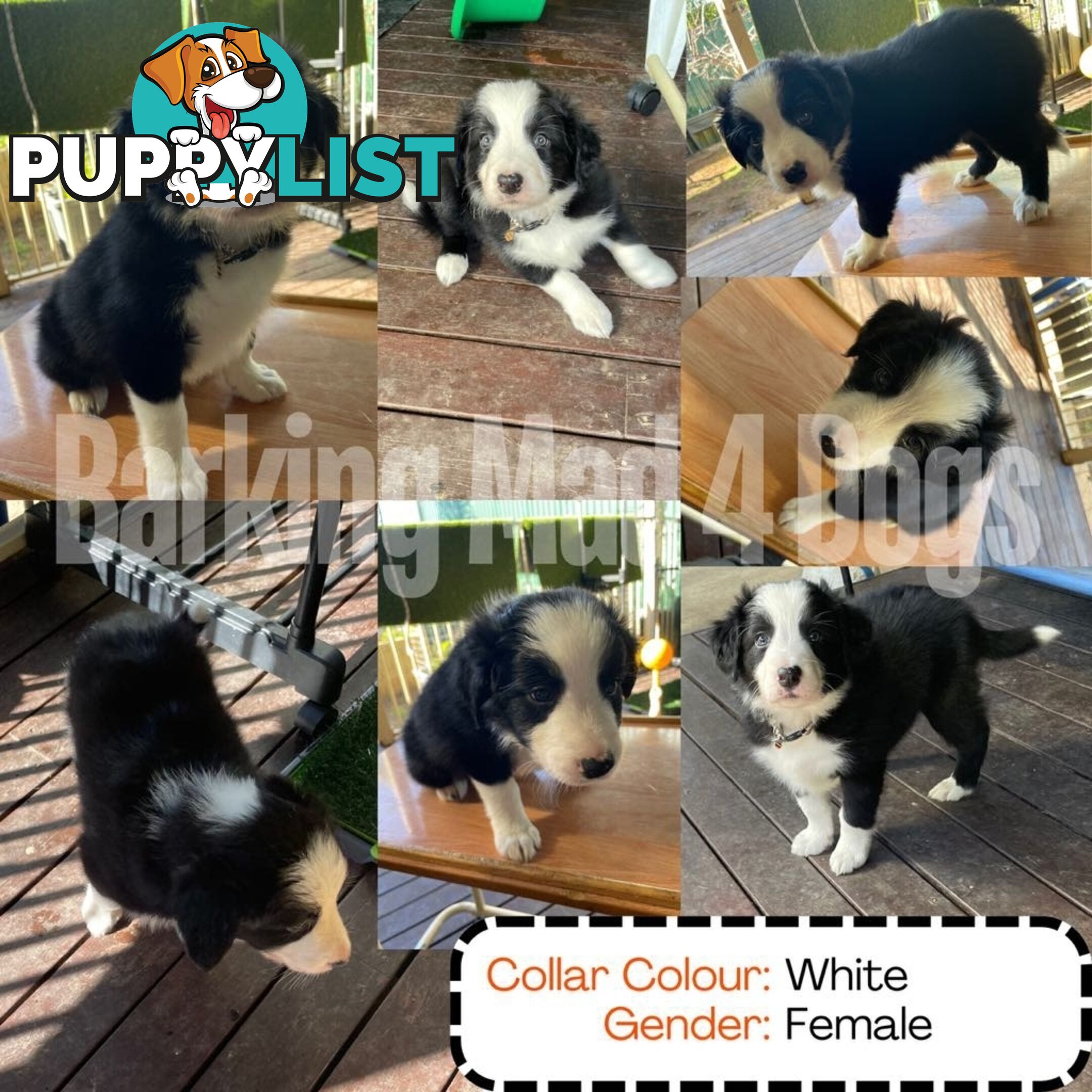 Border Collie purebred puppies