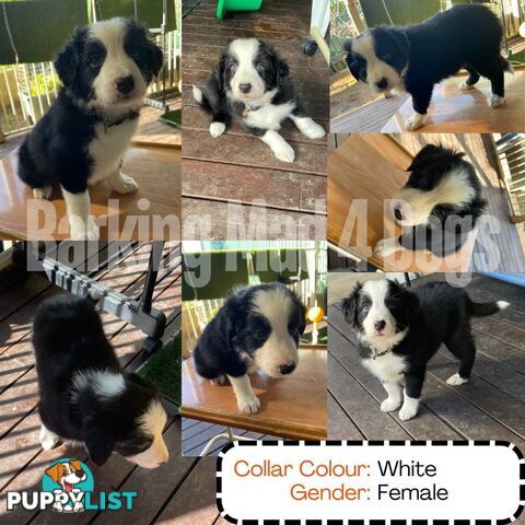 Border Collie purebred puppies