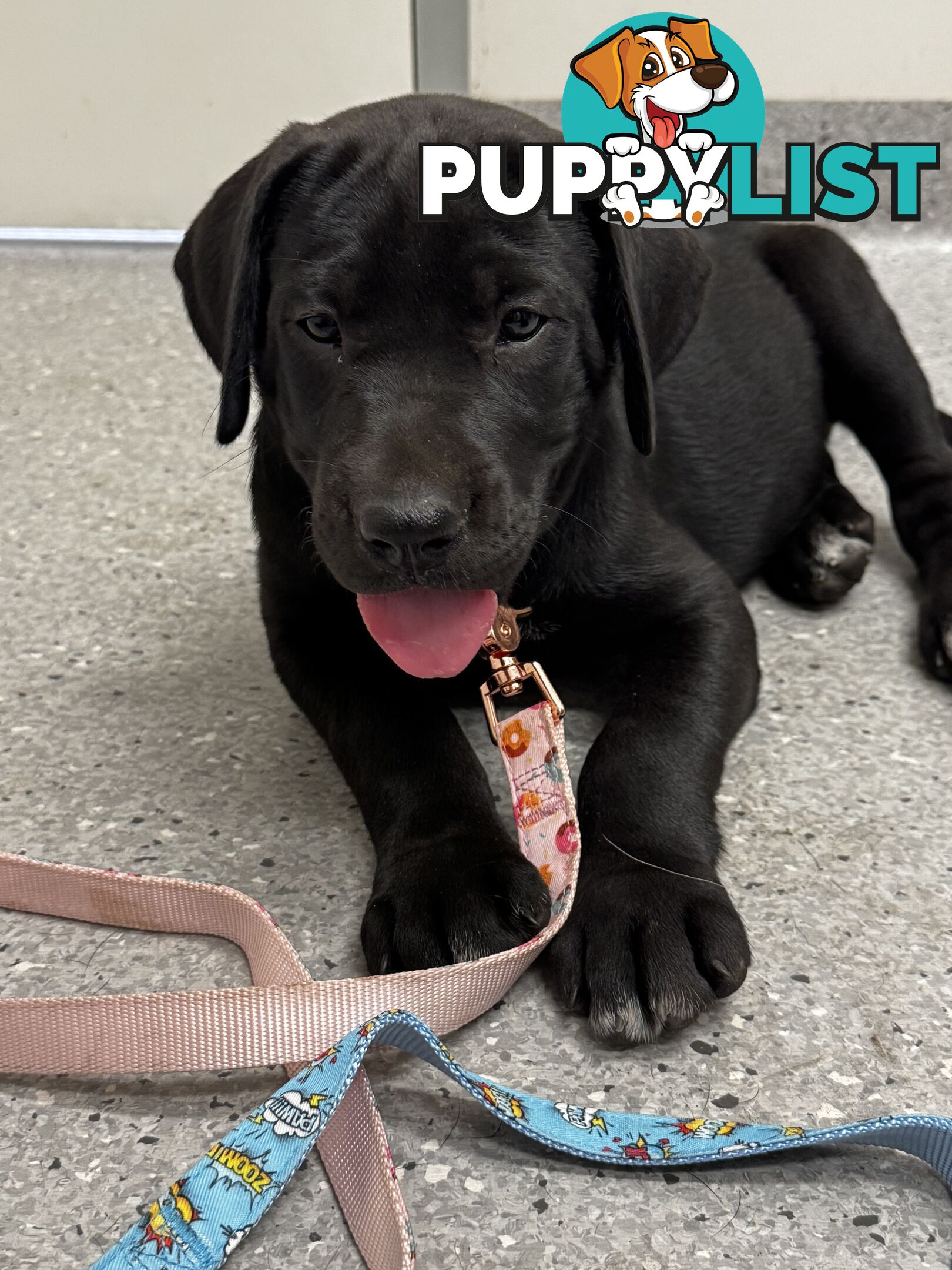 Beautiful magnetic rare  Labradane Puppies