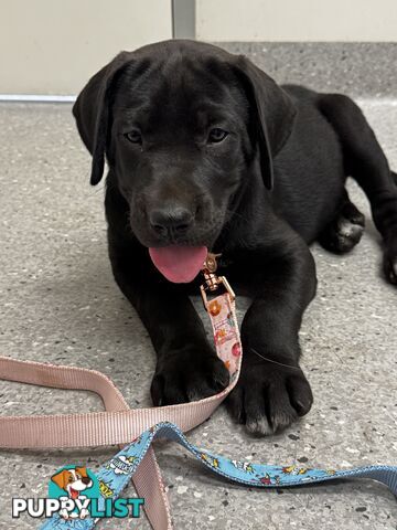 Beautiful magnetic rare  Labradane Puppies