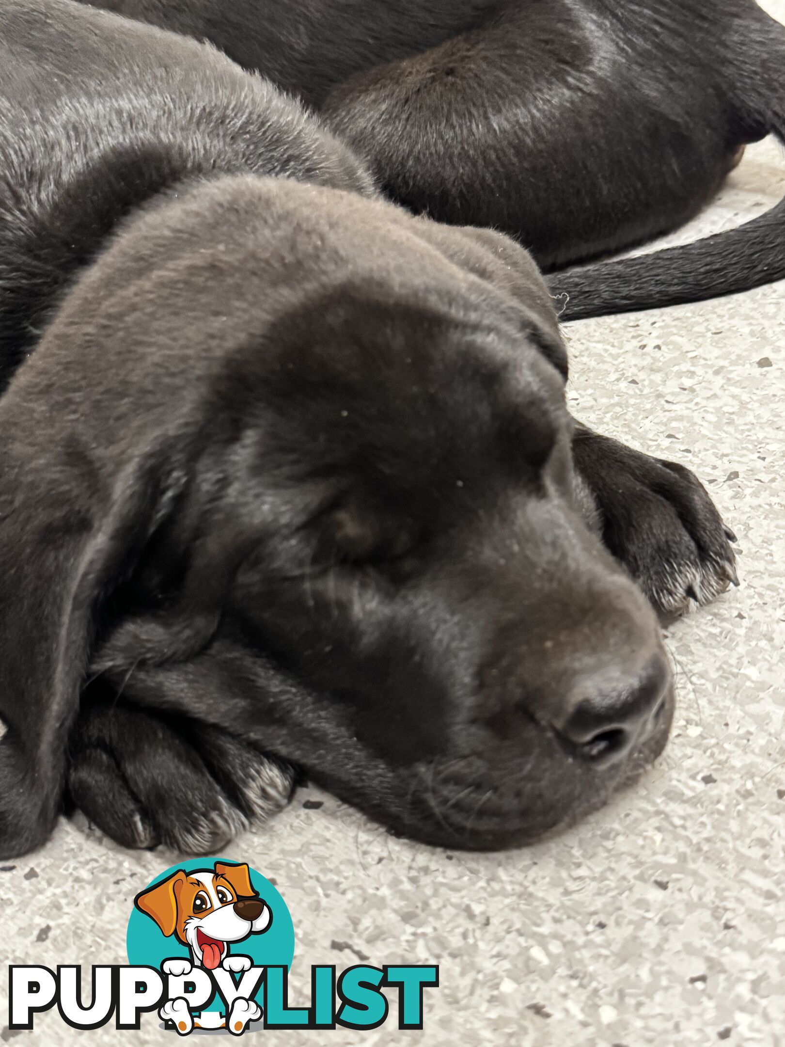 Beautiful magnetic rare  Labradane Puppies