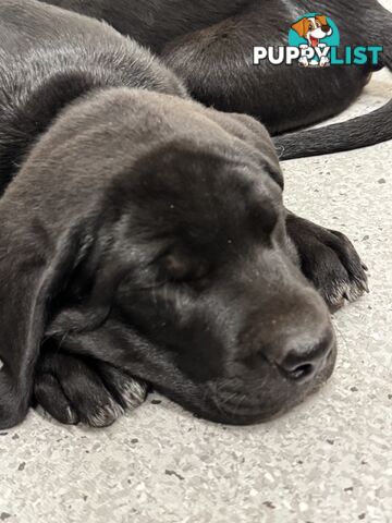 Beautiful, playful, loving Labradore X Great Dane puppies